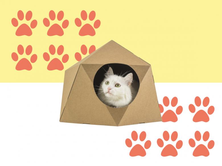 Котики под прикрытием
